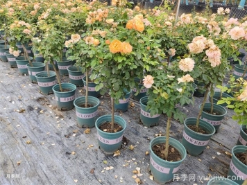 夏天養(yǎng)護月季的6個關(guān)鍵事項