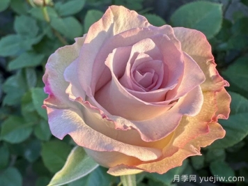 旋風(fēng)月季