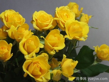 不辭而別月季/未能告別