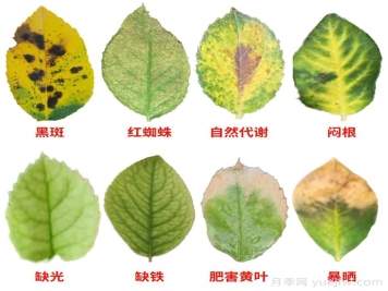 月季葉子發(fā)黃什么原因？會不會影響它正常生長？