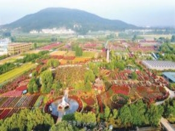 南陽臥龍區(qū)七里園鄉(xiāng)打造一花一草特色產業(yè) 月季托起美好生活