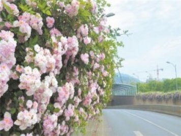 8萬多株月季進入盛花期，月季成為杭州富陽城市綠化點睛之筆