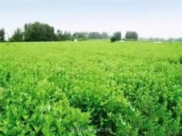 央視《焦點訪談》聚焦社旗縣艾草產(chǎn)業(yè)