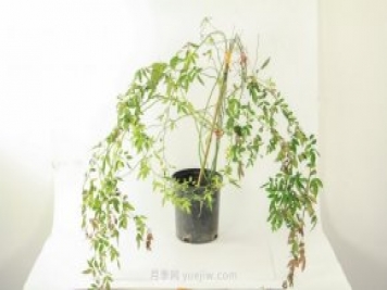 紅木香是什么花，耐寒可達(dá)零下20度