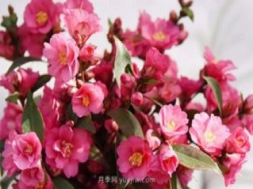 茶花養(yǎng)護就這么做，開花大又艷