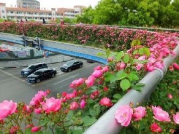 四月盛放的月季時(shí)間，湖北宜昌給你的專屬浪漫花園