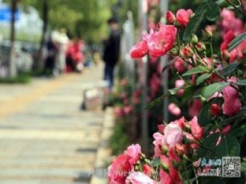 江西南昌350萬(wàn)株月季盛開，美爆洪城街頭