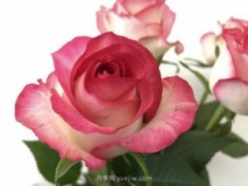 朱米莉亞月季，花開媲美玫瑰