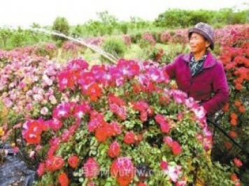 南陽月季和艾草、中牟大蒜……河南人努力書寫農(nóng)業(yè)產(chǎn)業(yè)化