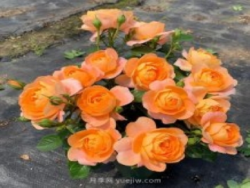 推薦5個(gè)微型月季品種，株型小開(kāi)花多是陽(yáng)臺(tái)盆栽佳品