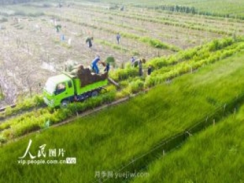 浙江寧波：藺草收割進(jìn)行時