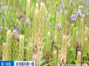 南陽(yáng)桐柏：10萬(wàn)畝夏枯球大豐收 畝入8000元農(nóng)戶實(shí)現(xiàn)增收