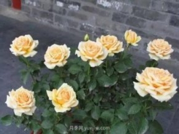 夏天月季養(yǎng)護4大“禁忌”要牢記，一定要注意