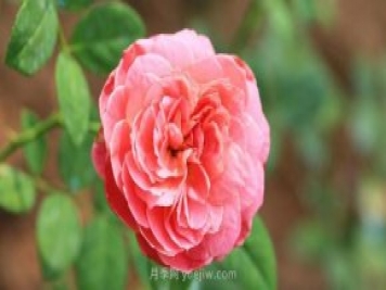 月季出現(xiàn)盲芽的成因和治療方法
