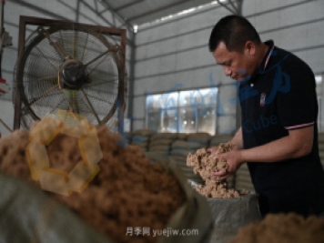 南陽新一季艾草成熟了，90后顯現(xiàn)對艾制品購買力