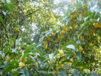 適合在農(nóng)村種植的苗木樹種有哪些？