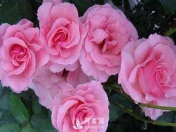 溫室月季小苗種植需要注意哪些事項(xiàng)？