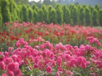 月季打造美麗鄉(xiāng)村，南陽月季美化衢州鄉(xiāng)村振興之路