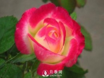 超級(jí)香的紅雙喜月季資料，花友必須知道