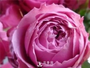 紫霧泡泡月季推薦