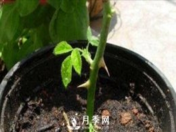 冬季扦插月季花，還能活嗎？