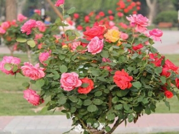 山東樹狀月季養(yǎng)護(hù)、管理需要這六要素