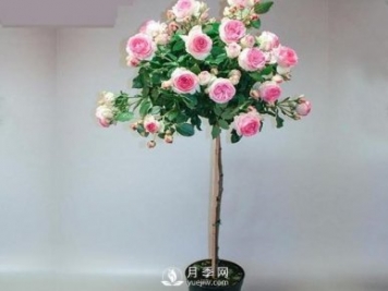 安徽樹狀月季種植施肥有哪些技術(shù)要點(diǎn)呢？