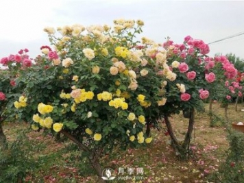 武漢冬季園林綠化帶的月季，修剪技巧