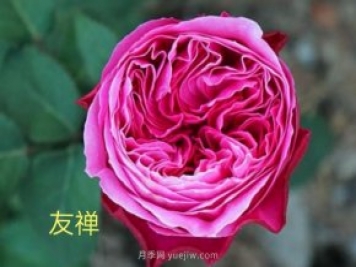 花型漂亮，8個友禪系列月季推薦