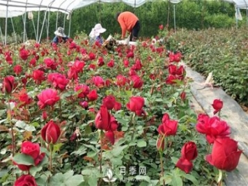 老棵月季苗批發(fā)價格多少？多年生月季苗成活率高？