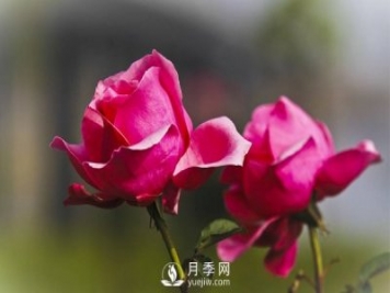 淄博樹狀月季好看，要學會嫁接這個妙招