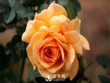 盆栽月季樹插穗、新栽苗、生長期如何修剪？