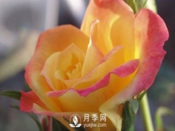 泰安大花月季在施肥時，有需要注意些什么？