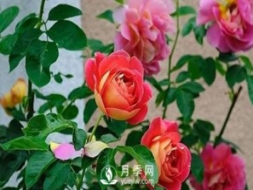 德州大花月季在日常中，怎么嫁接育苗和管理？