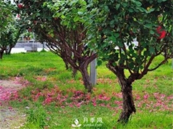 月季樹，玫瑰樹，樹狀月季的優(yōu)勢