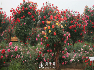新型月季花，要遵循什么方法，才栽培出來？