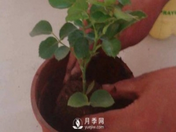 月季之鄉(xiāng)種植基地的月季裸根苗怎么種才能長(zhǎng)得好?