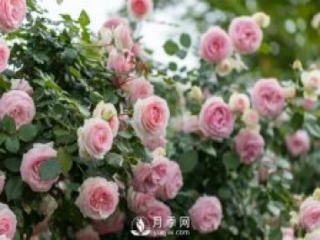 藤本月季輕松復花指南