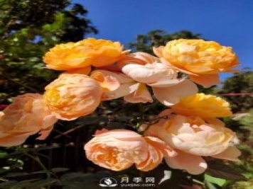 早春養(yǎng)月季，做好三方面養(yǎng)護(hù)，生長開花不用愁
