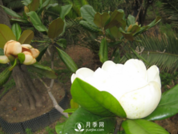 廣玉蘭遭遇病蟲害怎么辦？南陽玉蘭養(yǎng)護(hù)知識