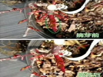 初春，月季抹芽攻略，一定要知道的五大原則