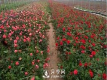 夏季怎么管理盆花月季 怎么養(yǎng)好盆花月季