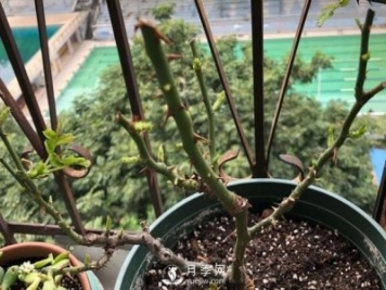 月季如何抹芽？這三類芽必除之！