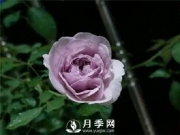 爆款月季“藍色陰雨”，火遍網(wǎng)絡