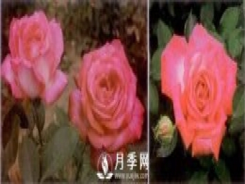 俞紅強團隊自育月季新品種有哪些？