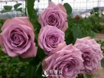 40種藍(lán)紫色月季品種大盤點(diǎn)，經(jīng)典品種都在這了