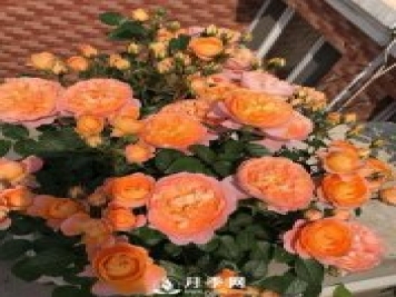 果汁陽(yáng)臺(tái)，近年來(lái)流行的陽(yáng)臺(tái)盆栽微型月季