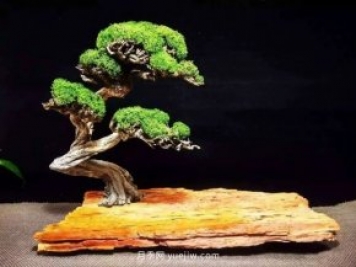 最全花木盆景分類(lèi)，輕松掌握各種花木適合如何造型