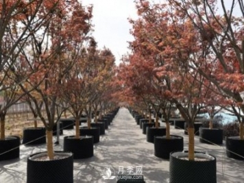 28項(xiàng)行業(yè)標(biāo)準(zhǔn)，198項(xiàng)地方標(biāo)準(zhǔn)，助推北京園林綠化高質(zhì)量發(fā)展