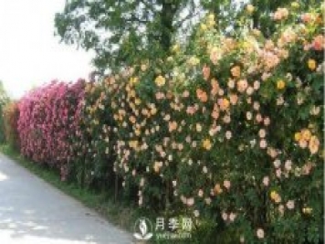 做花墻除了藤本月季花墻，還有這4種花